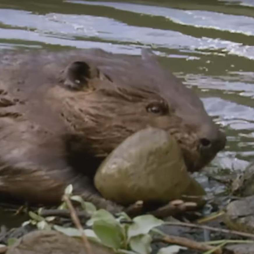 Home Beaver Removal