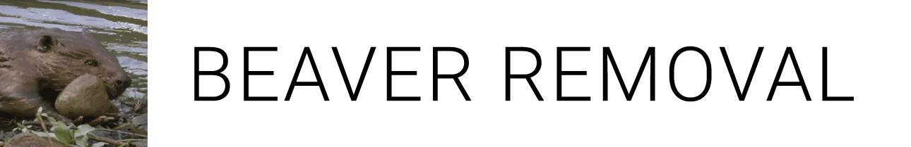 Beaver Logo